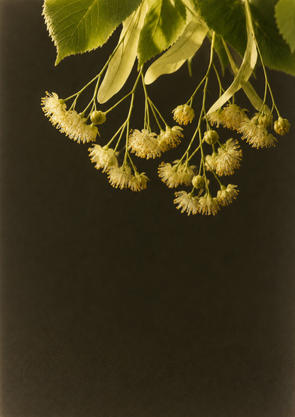 When the Linden Blooms 椴樹花影